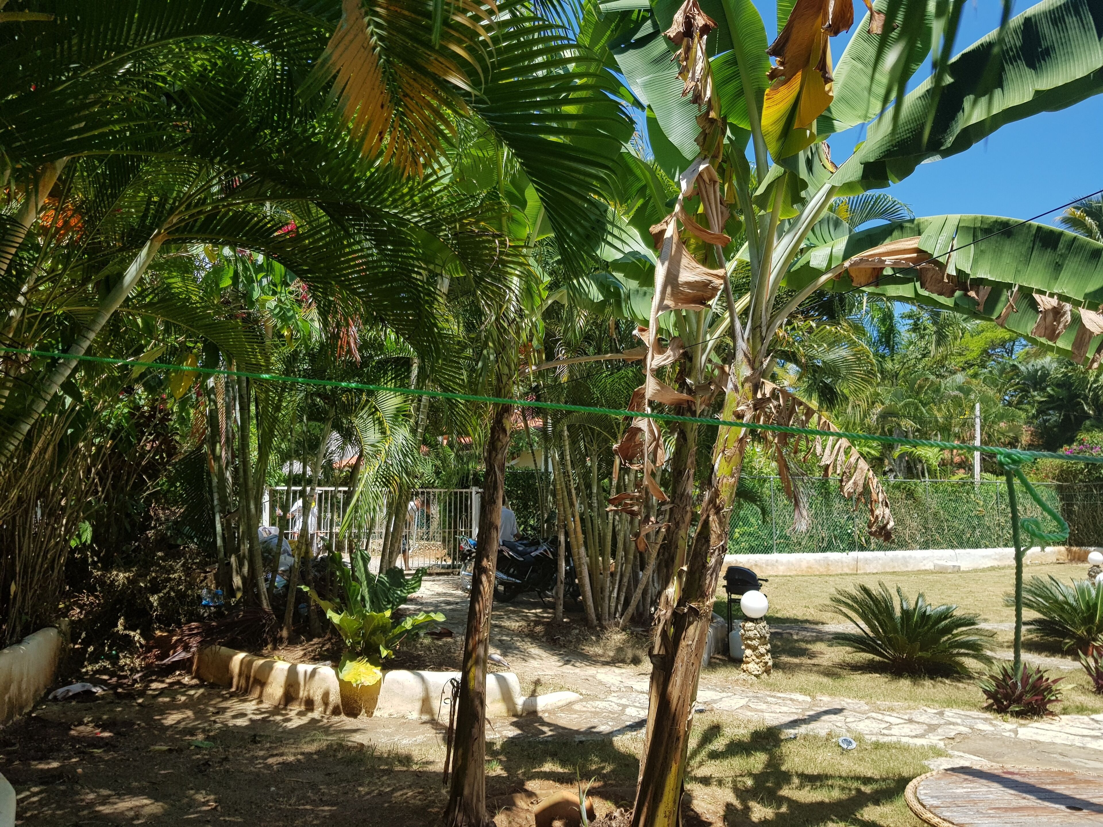 Un jardin tropical avec différentes espèces de plantes et un chemin pavé.