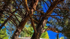 Un hamac est tendu entre deux arbres, avec une tente en arrière-plan.