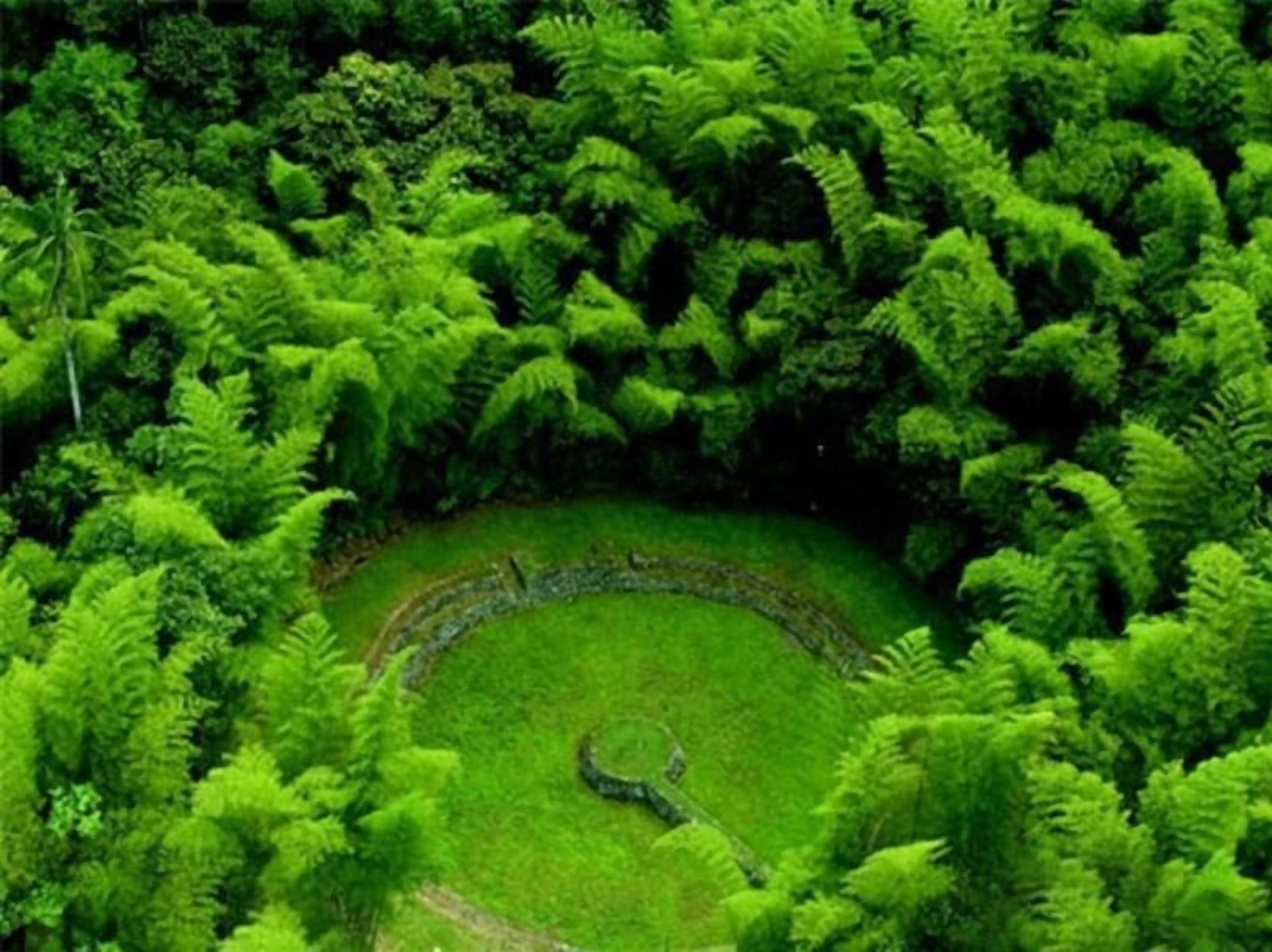 Una estructura de piedra circular rodeada de helechos verdes y frondosos.