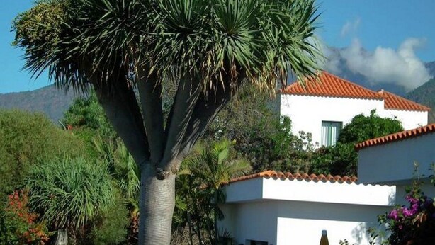 A house with a red-tiled roof and white walls, surrounded by lush greenery and a palm tree. - La Plantacion Bungalows (Los Llanos de Aridane)