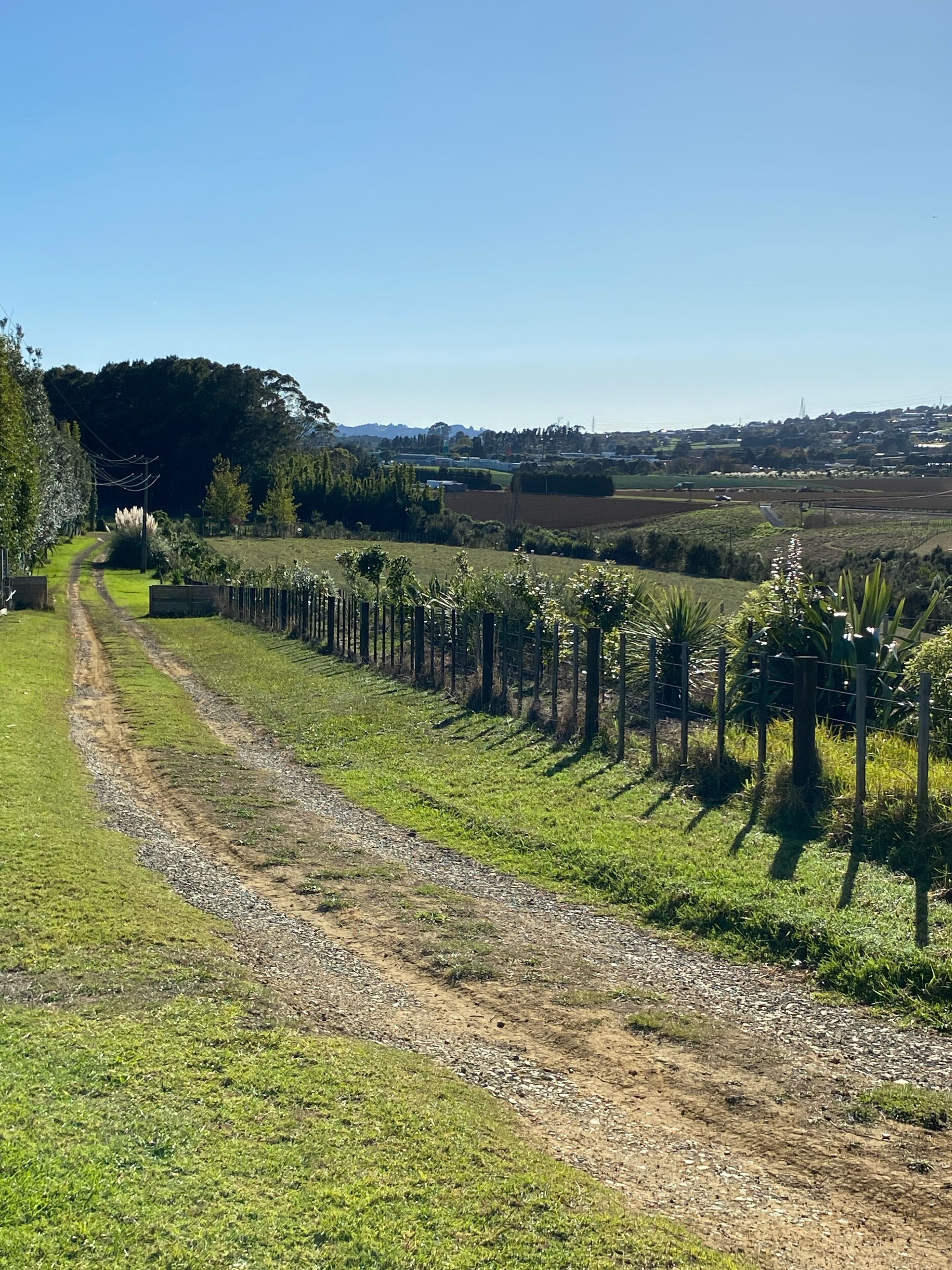 Viñedo con hileras de vides y un sendero de tierra que lo atraviesa.