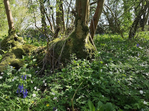 Willow Cottage in  idyllic Kent setting.