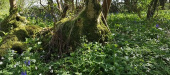 Willow Cottage in  idyllic Kent setting.