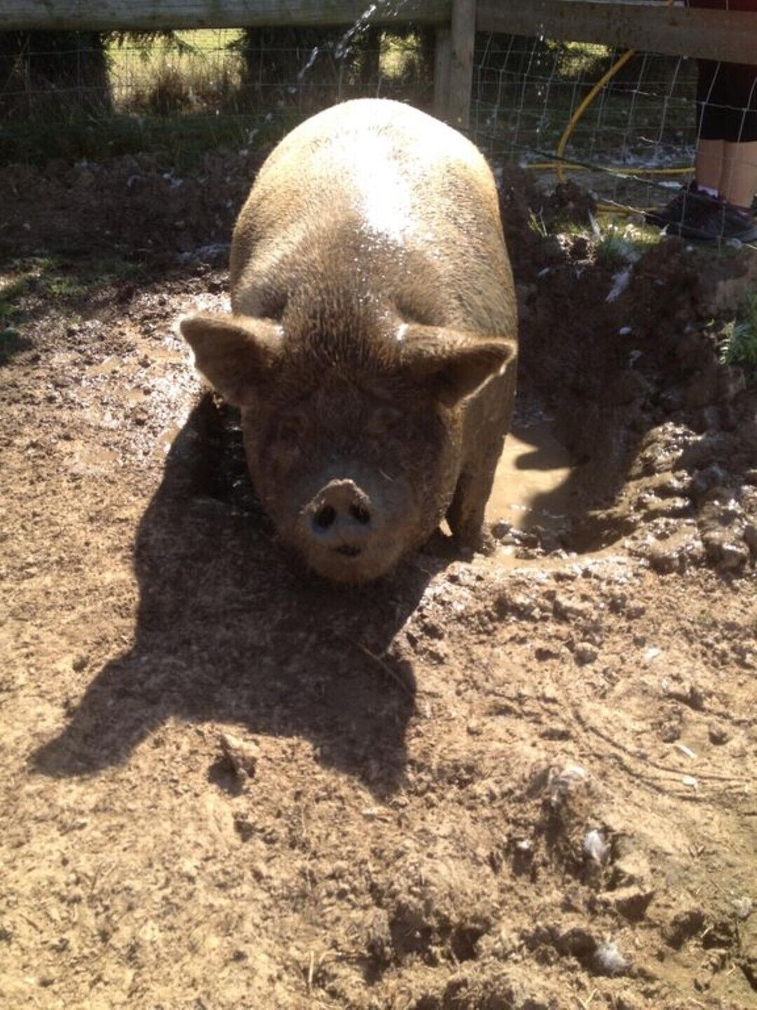 Un cochon dans un enclos boueux, avec une clôture en fil de fer et une structure en bois en arrière-plan.