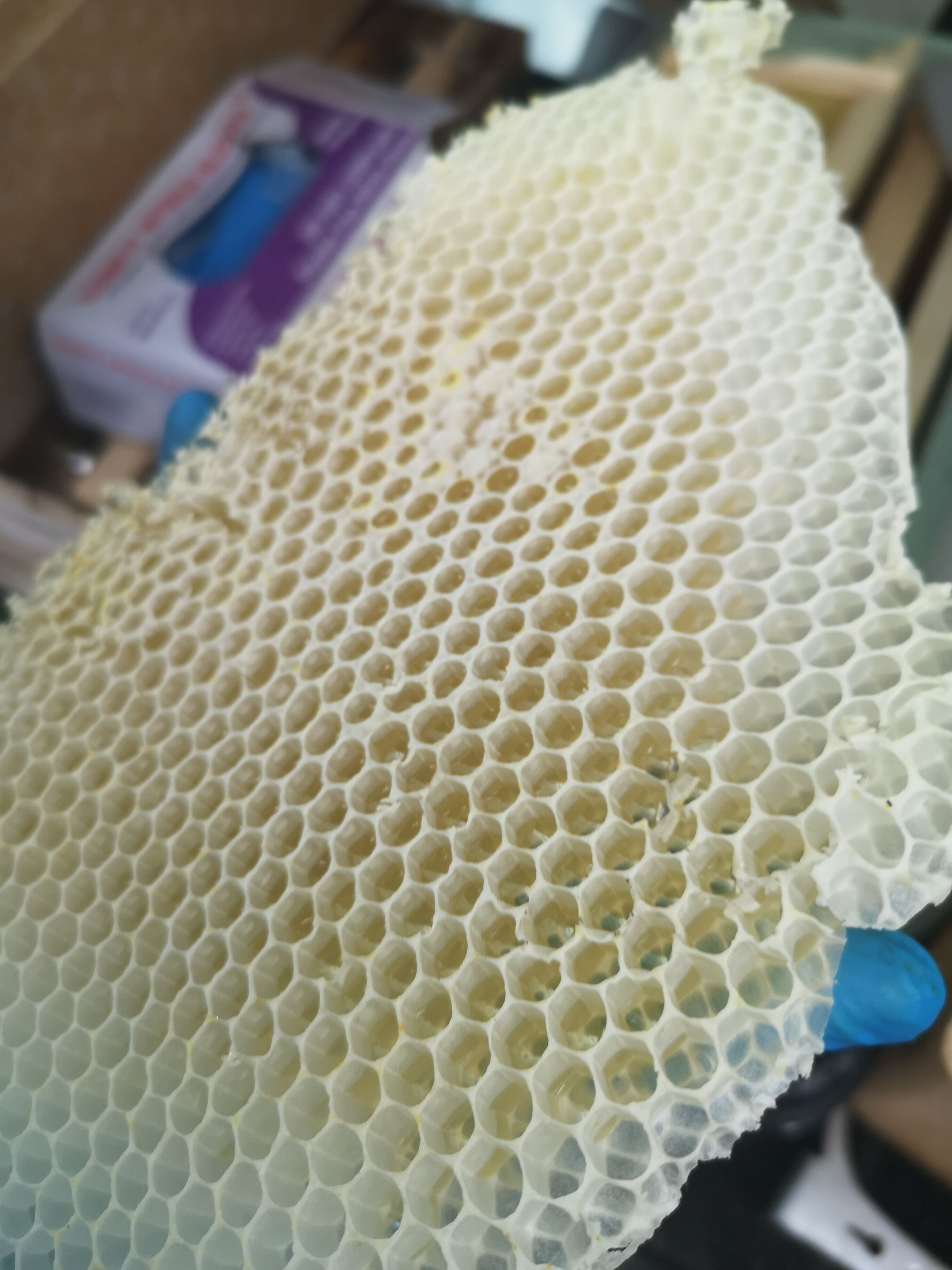 A close-up of a honeycomb structure.