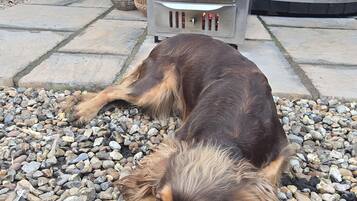 Un perro descansando sobre una cama de guijarros frente a un horno de leña.