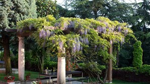Un jardin agrémenté d’une pergola recouverte de glycines, d’un banc en pierre et d’une table avec des chaises.