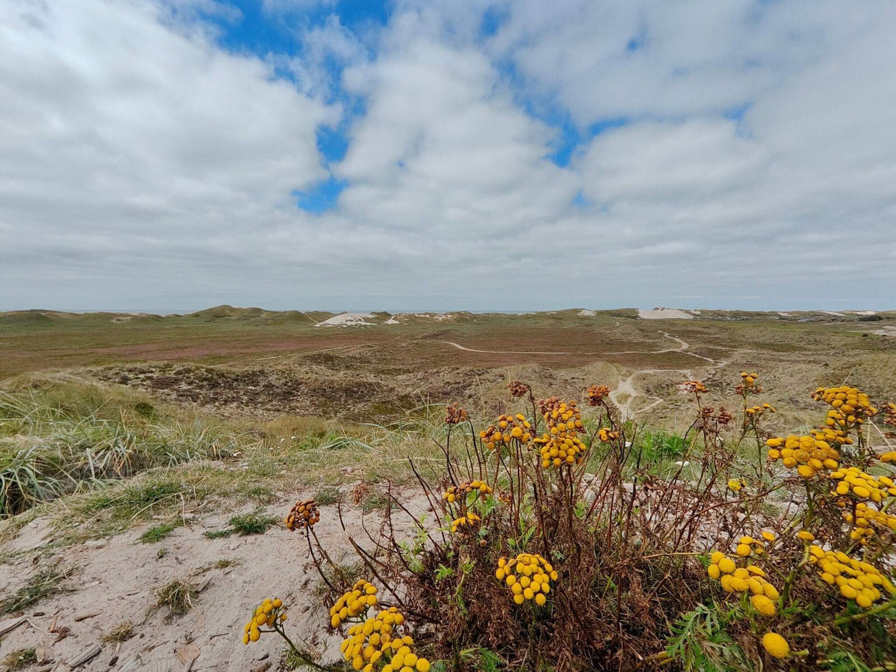 A coastal landscape with yellow flowering plants in the foreground and a sandy beach in the background.