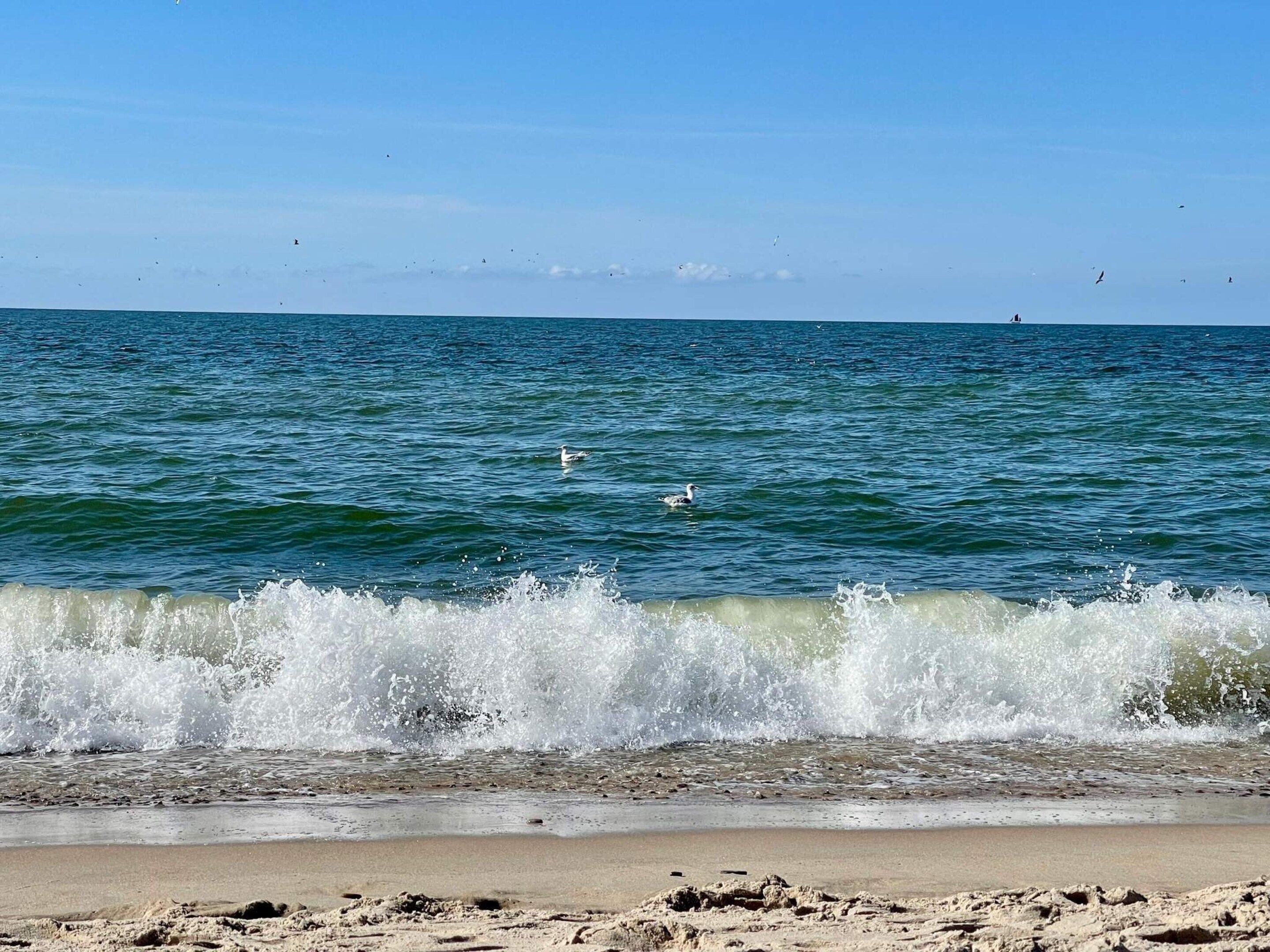 A beach with waves crashing onto the shore, a clear sky, and a few birds in the distance.