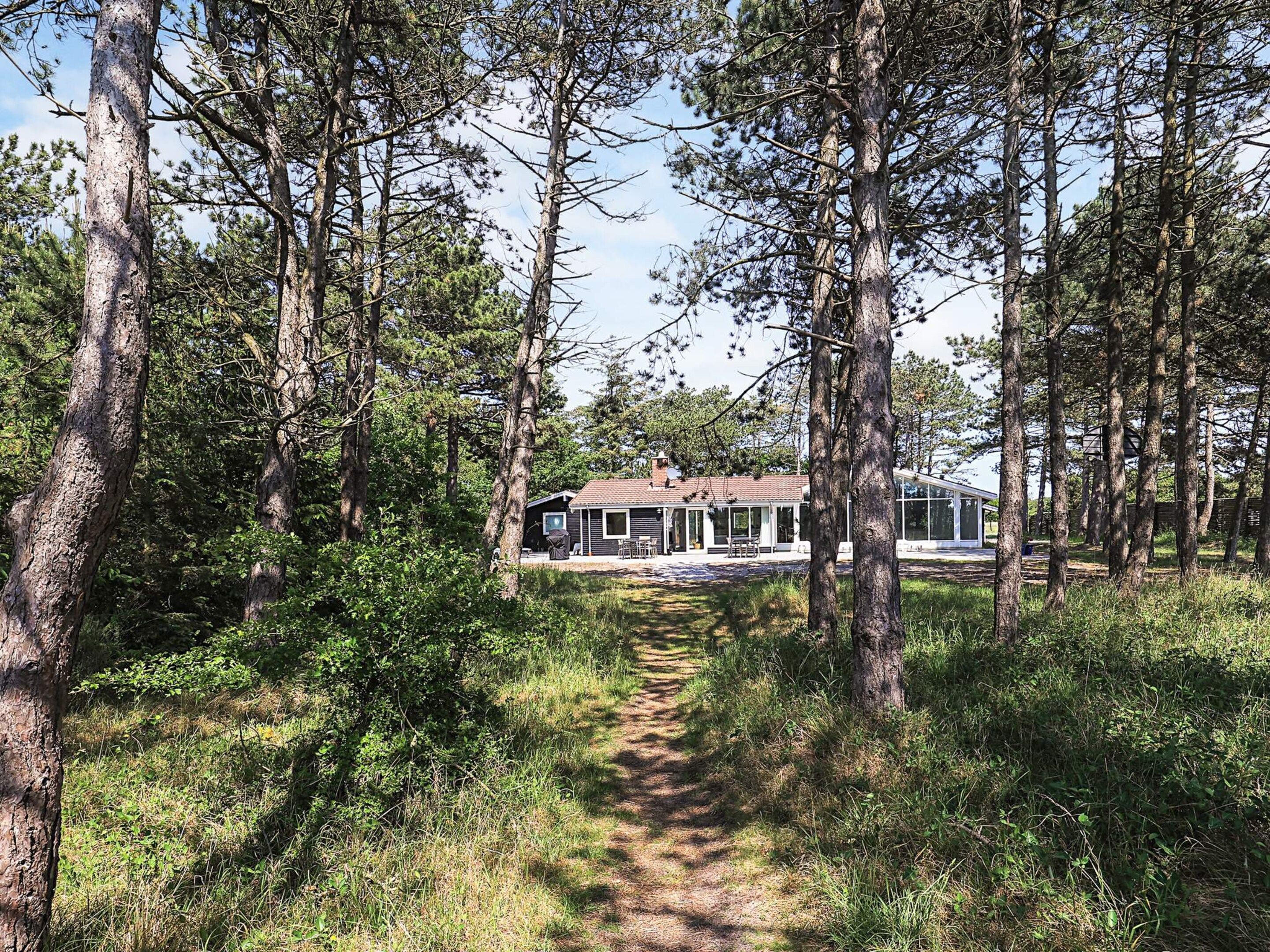 A pathway leading to a modern house surrounded by tall trees.