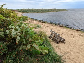 Una playa con un banco de madera y vegetación densa.