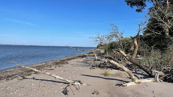 A beach with driftwood and trees, a clear sky, and calm water.