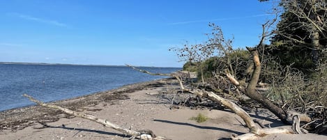A beach with driftwood and seaweed, a clear sky, and calm water.