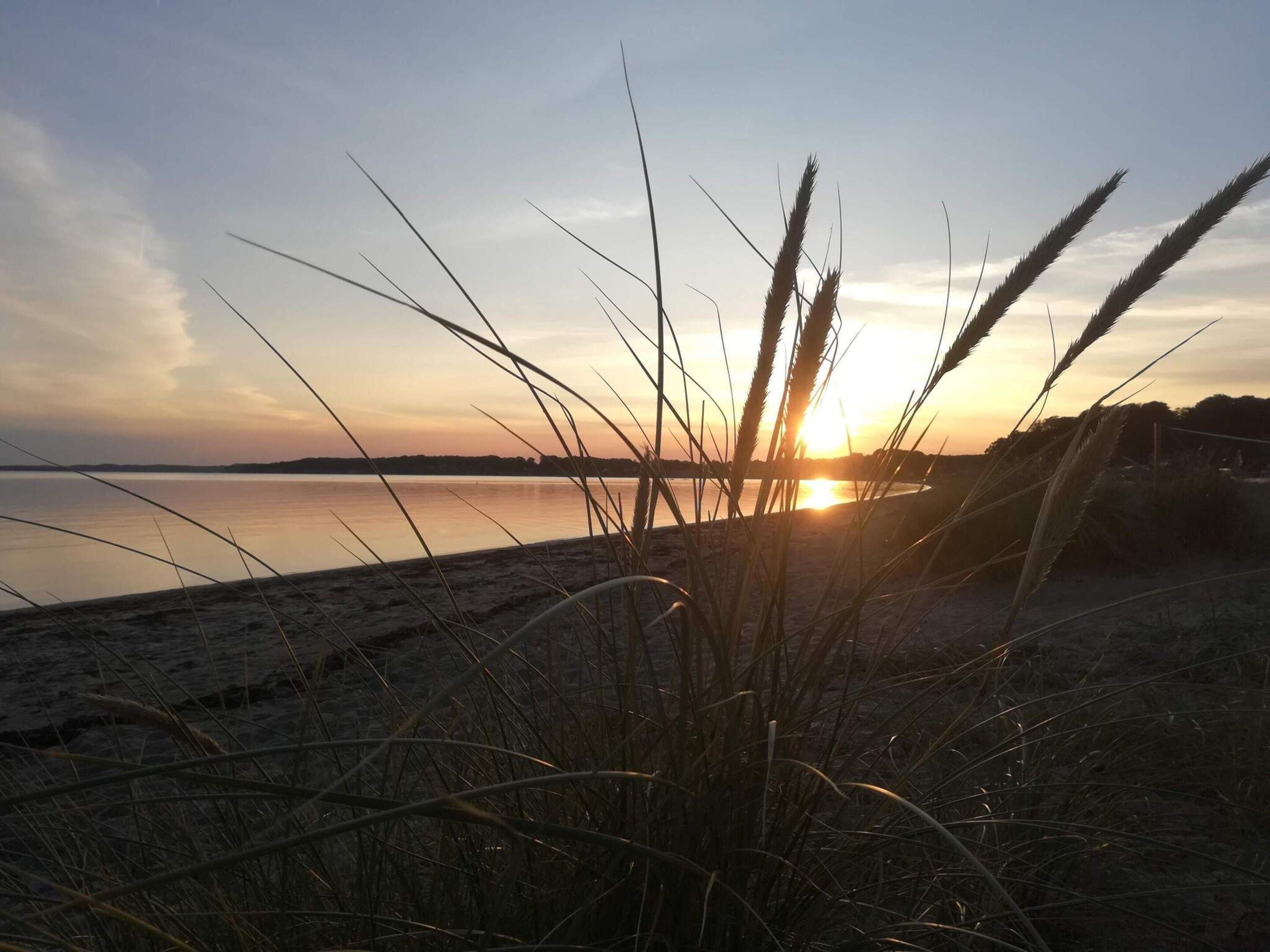 A beach with tall grasses in the foreground and a sunset in the background.