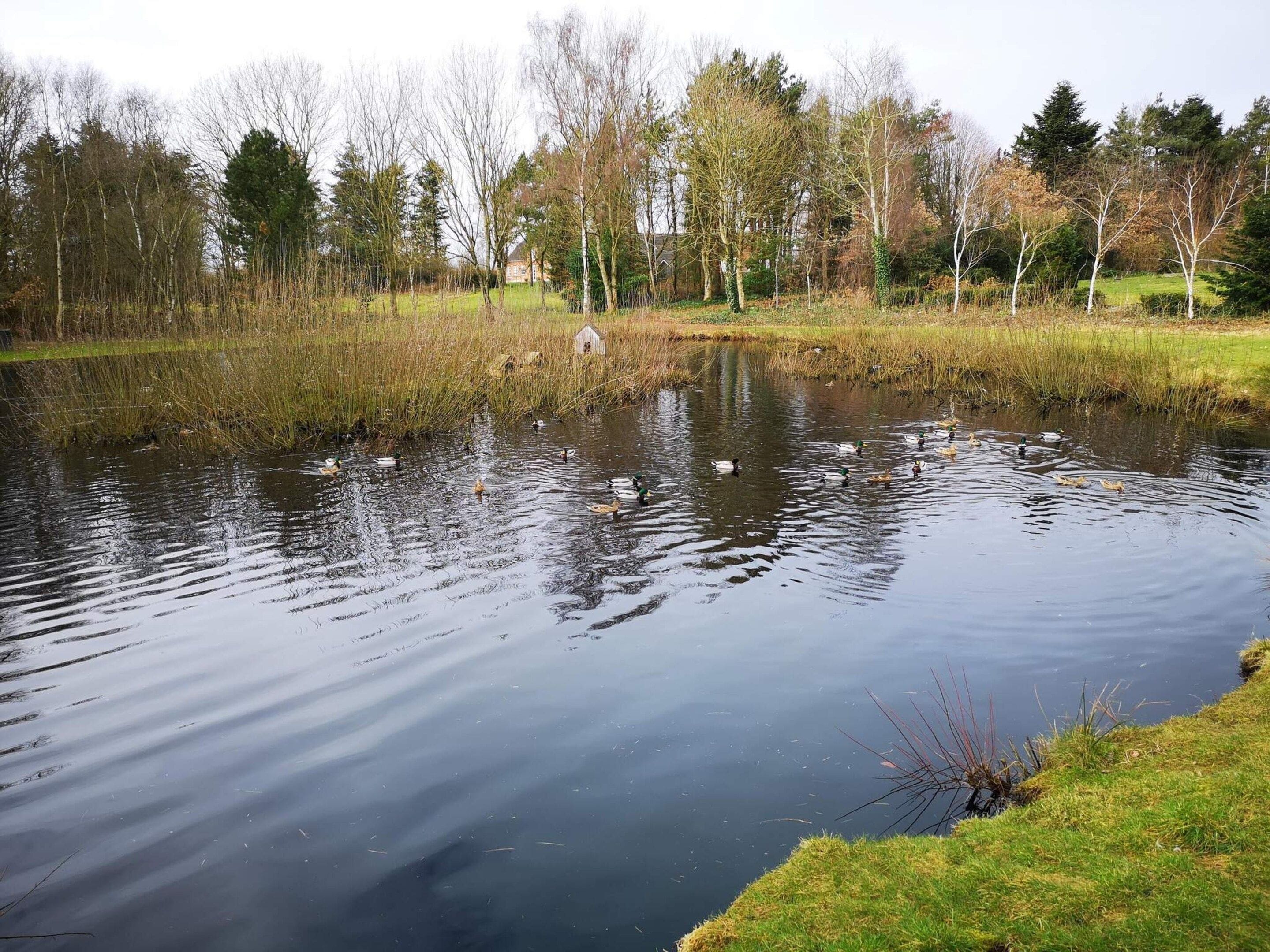 Un estanque con patos, rodeado de árboles y césped.