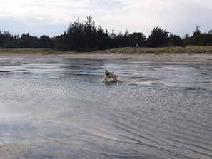A dog running across a wet surface with trees and a cloudy sky in the background.