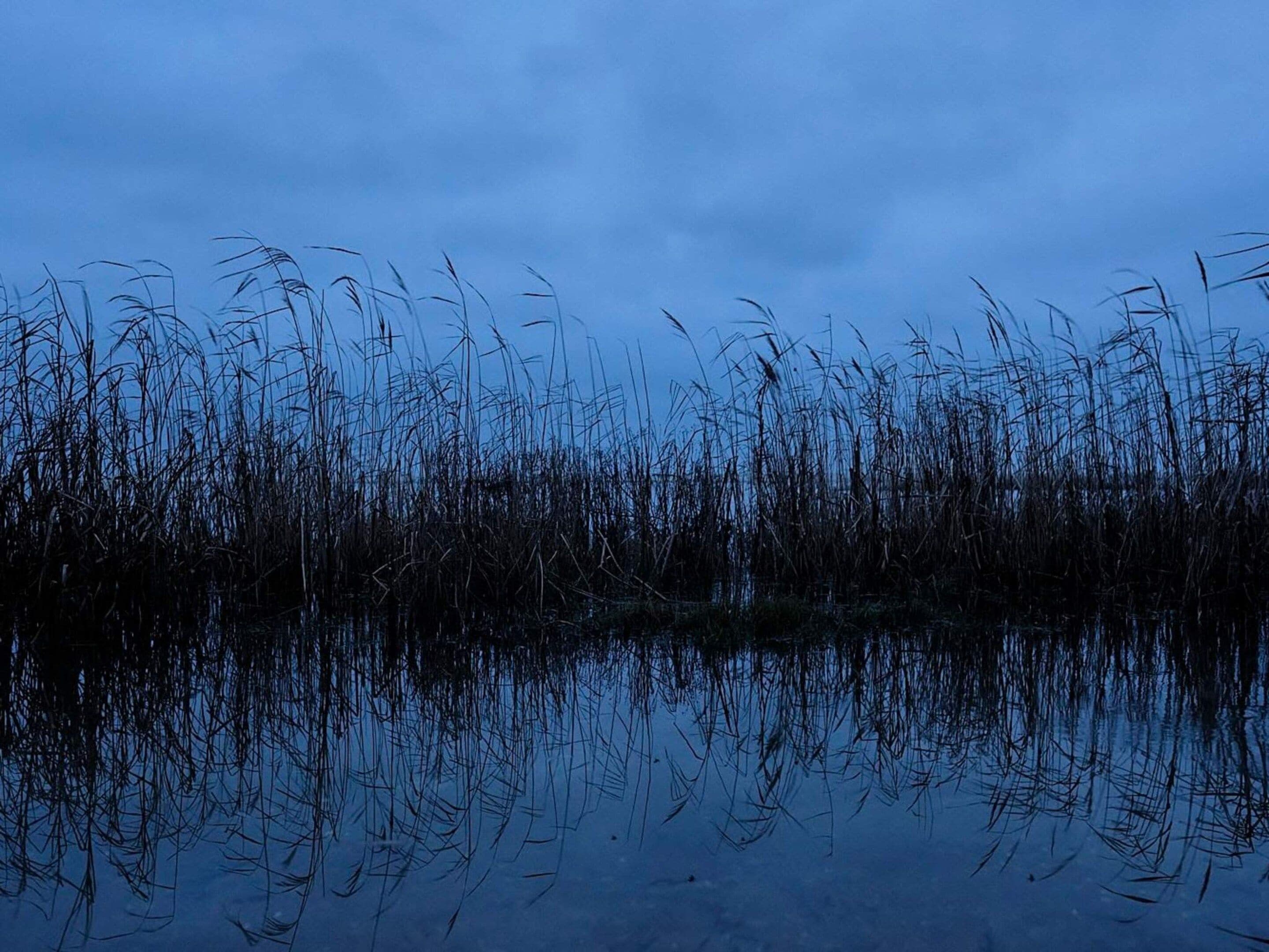 A body of water with tall grasses reflecting in the surface.