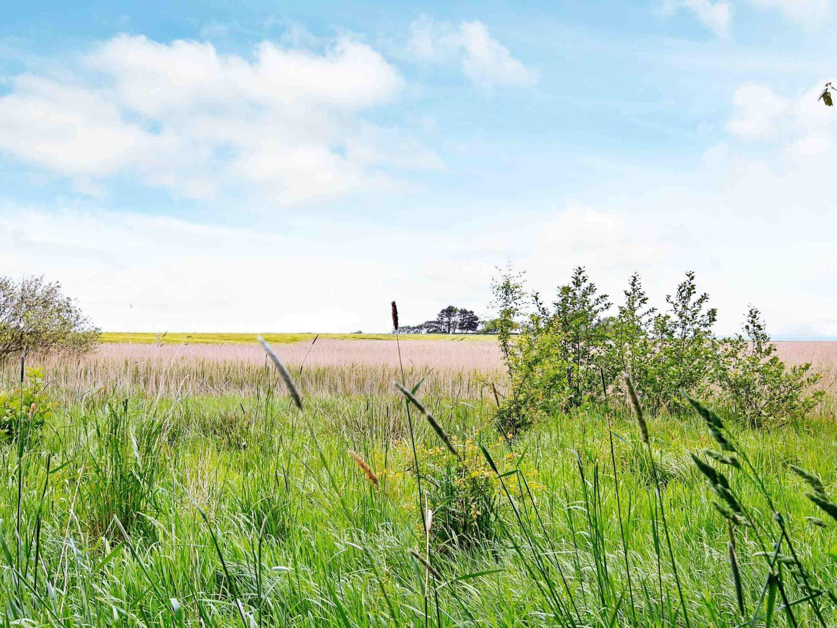 A field with tall grass and a few scattered trees.