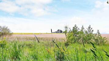 A field with tall grass and a few scattered trees.
