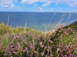 Et kystlandskab med græs og lilla blomster i forgrunden og havet i baggrunden.