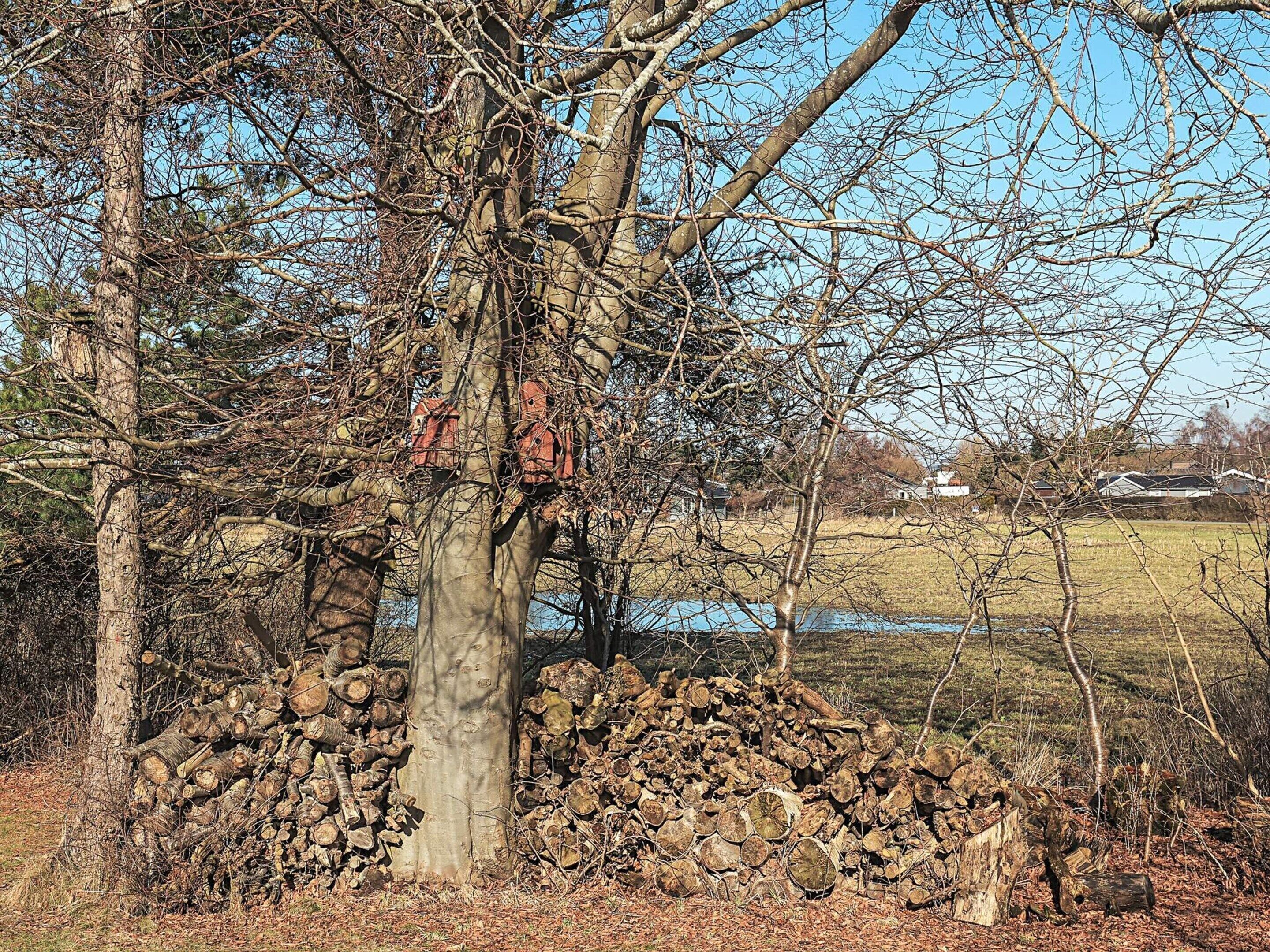 A tree with a pile of logs at its base, a clear sky, and a body of water in the background.