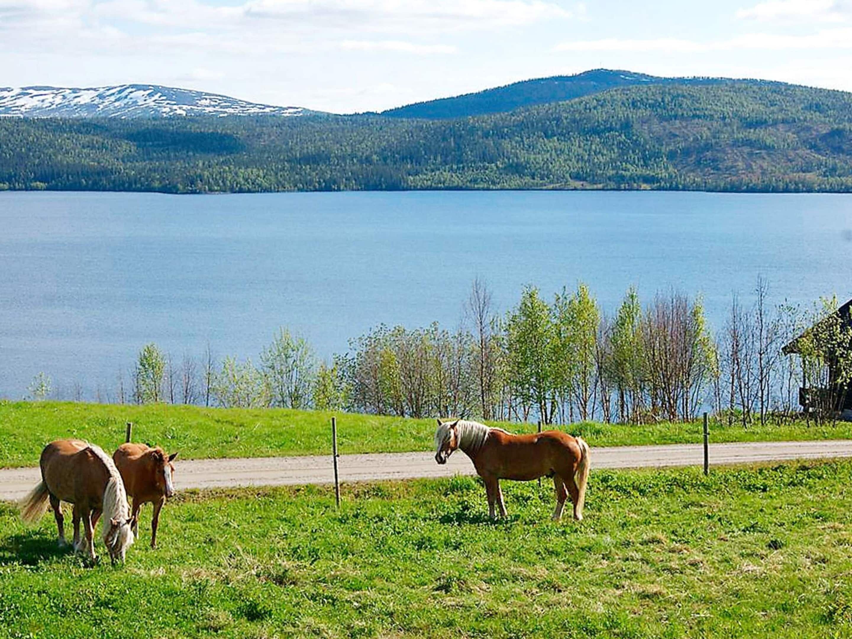Un lac paisible où paissent des chevaux, une route et, au loin, une colline boisée.