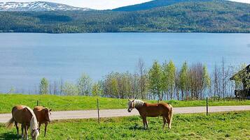 Un lac paisible où paissent des chevaux, une route et, au loin, une colline boisée.