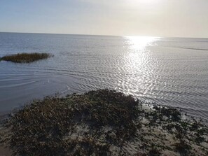 A beach with calm water, seaweed on the shore, and a clear sky.