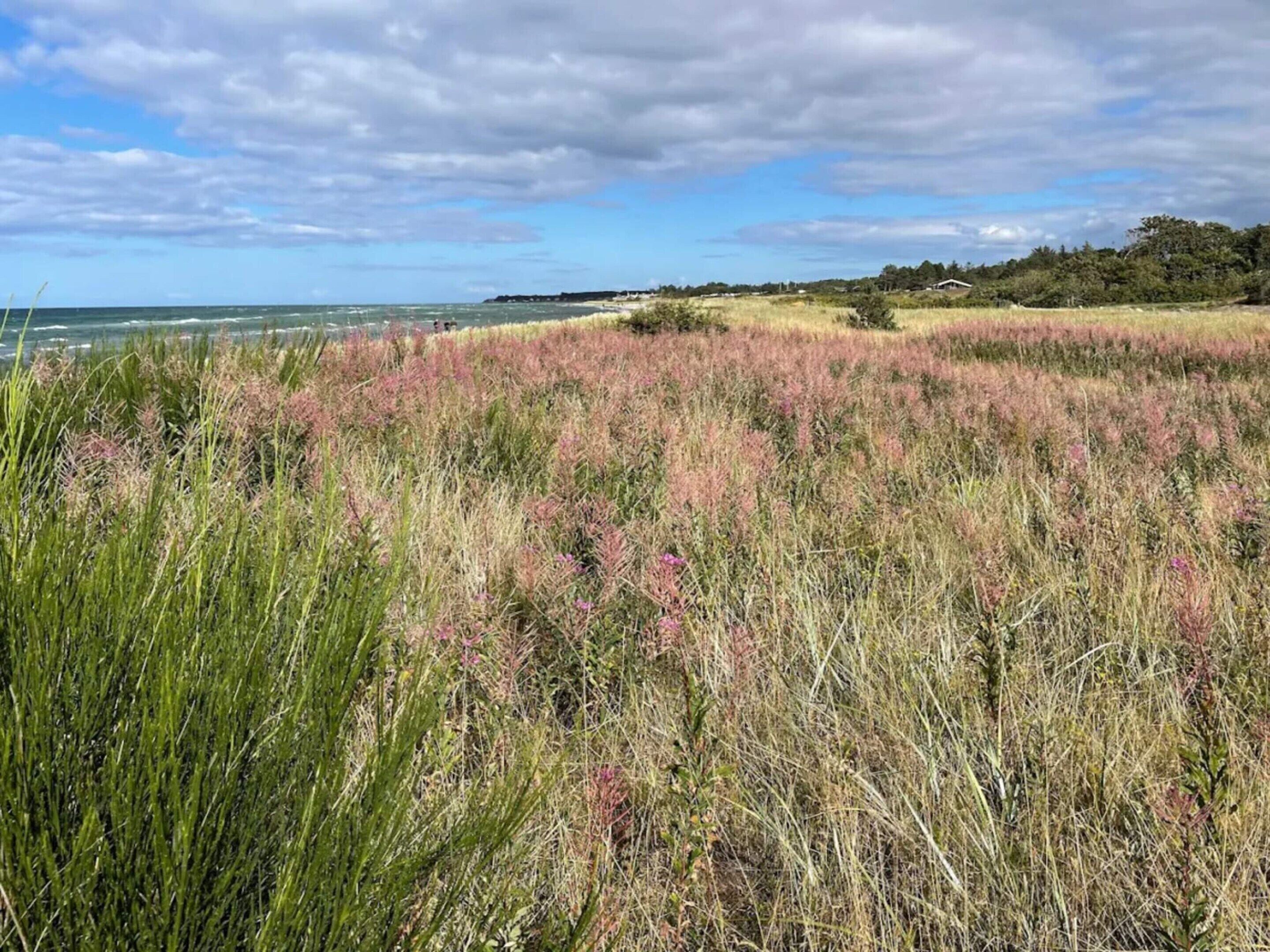 A coastal landscape with a grassy field and a view of the ocean.