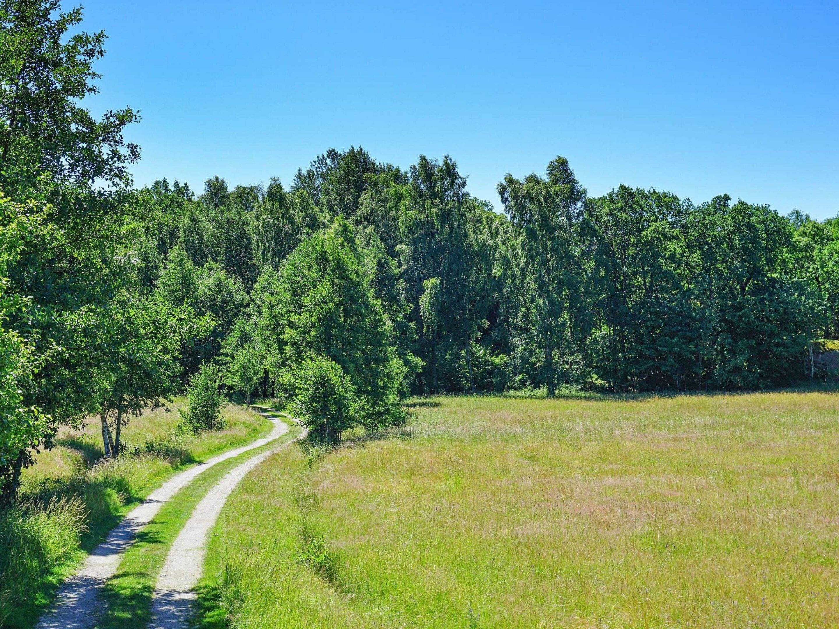 A rural landscape with a gravel path leading through a grassy field surrounded by dense trees.