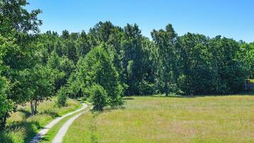 A rural landscape with a gravel path leading through a grassy field surrounded by dense trees.