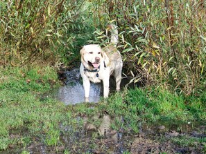 Maison | Animaux de compagnie acceptés