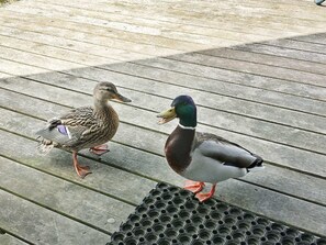 Deux canards sur une terrasse en bois.