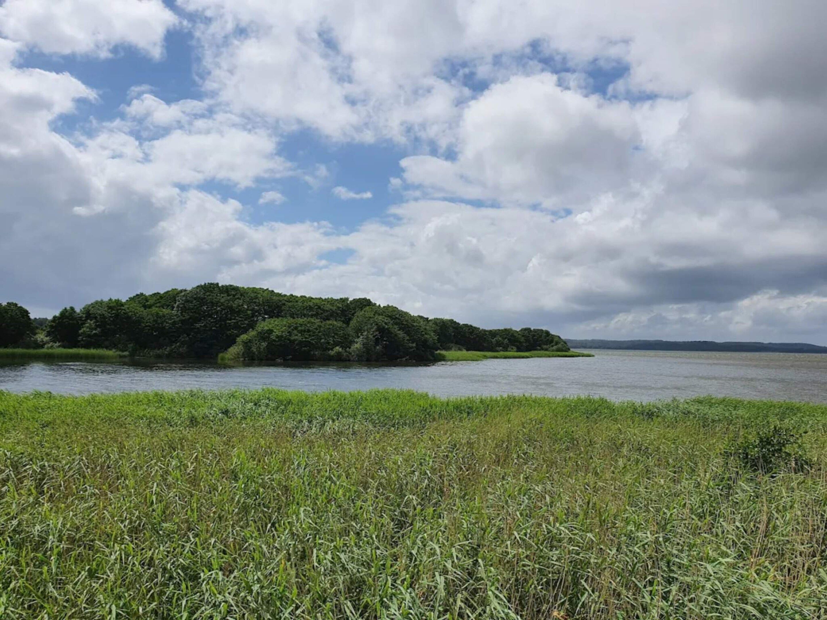 A river with a forested island and a grassy foreground.