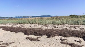 Ein Strand mit Sand und Seetang, ein klarer Himmel und sanfte Hügel in der Ferne.