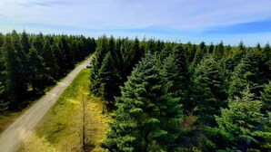 A forested area with a dirt road. - 5 Star Holiday Home in Hovborg (Hovborg)
