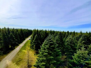 A forested area with a dirt road. - 5 Star Holiday Home in Hovborg (Hovborg)