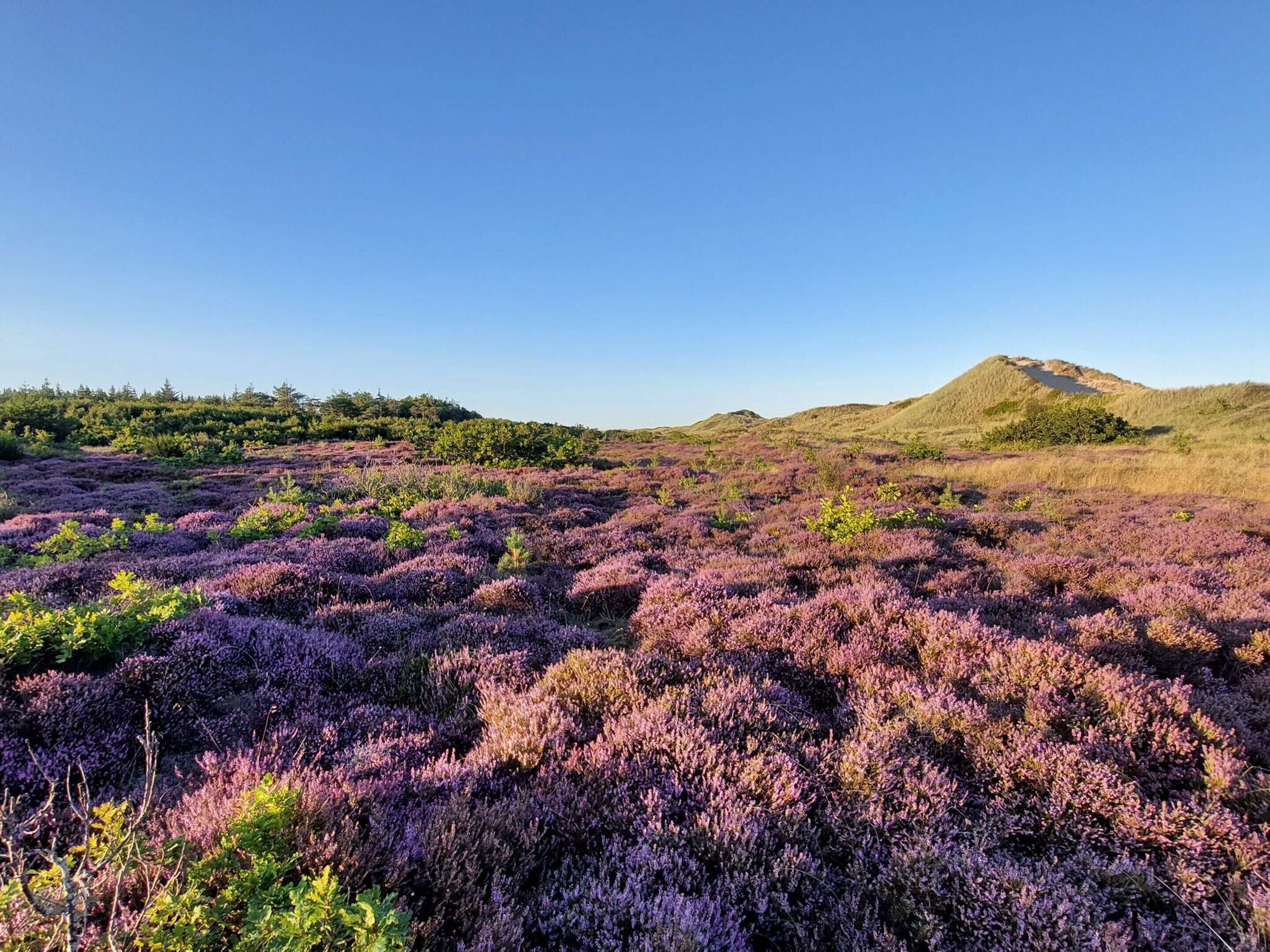 A vast field of purple heather under a clear sky.