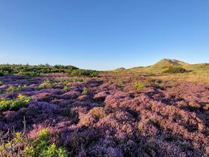 House | Miscellaneous