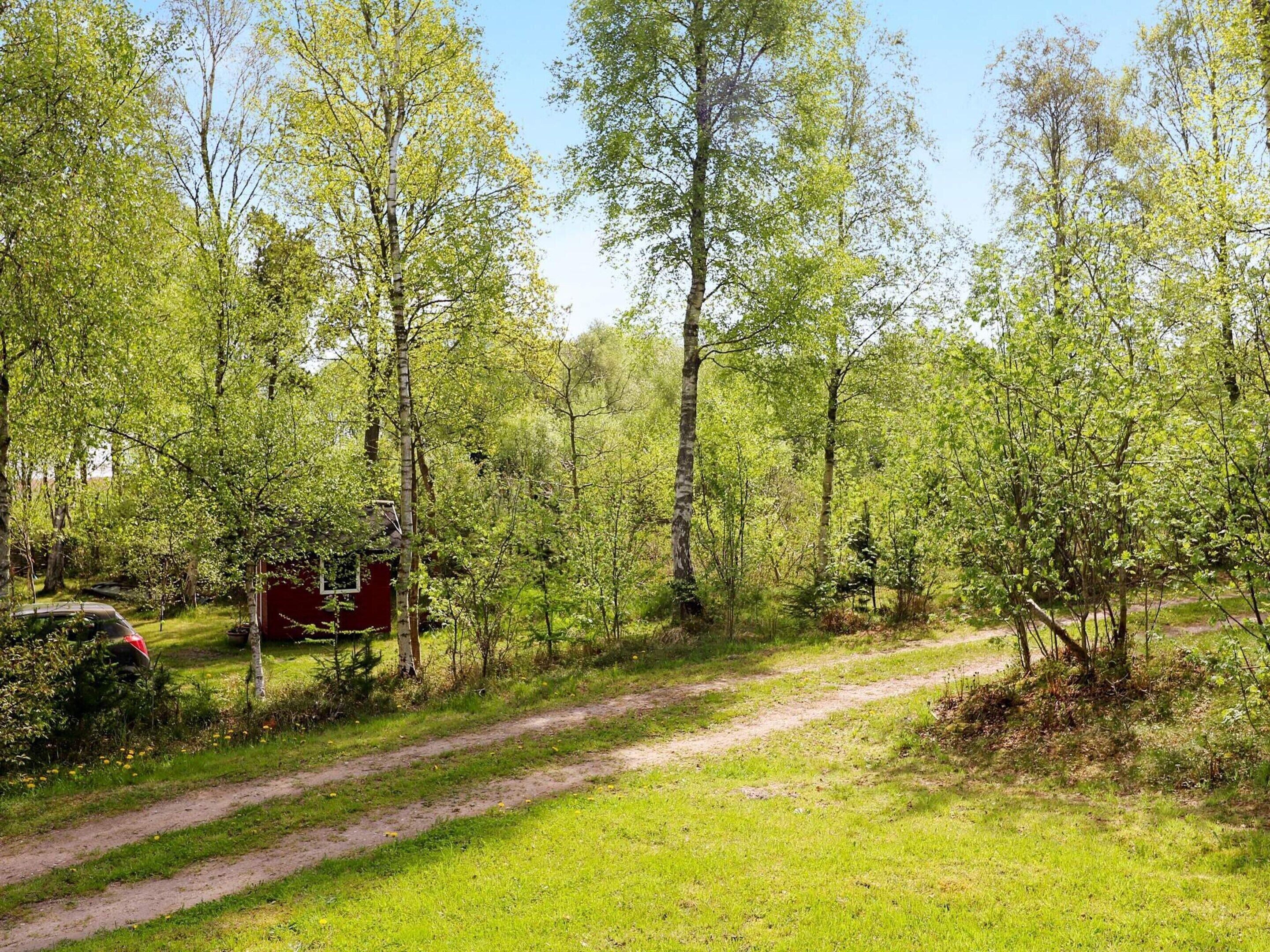 Skovområde med en støvet sti og en rød bygning.