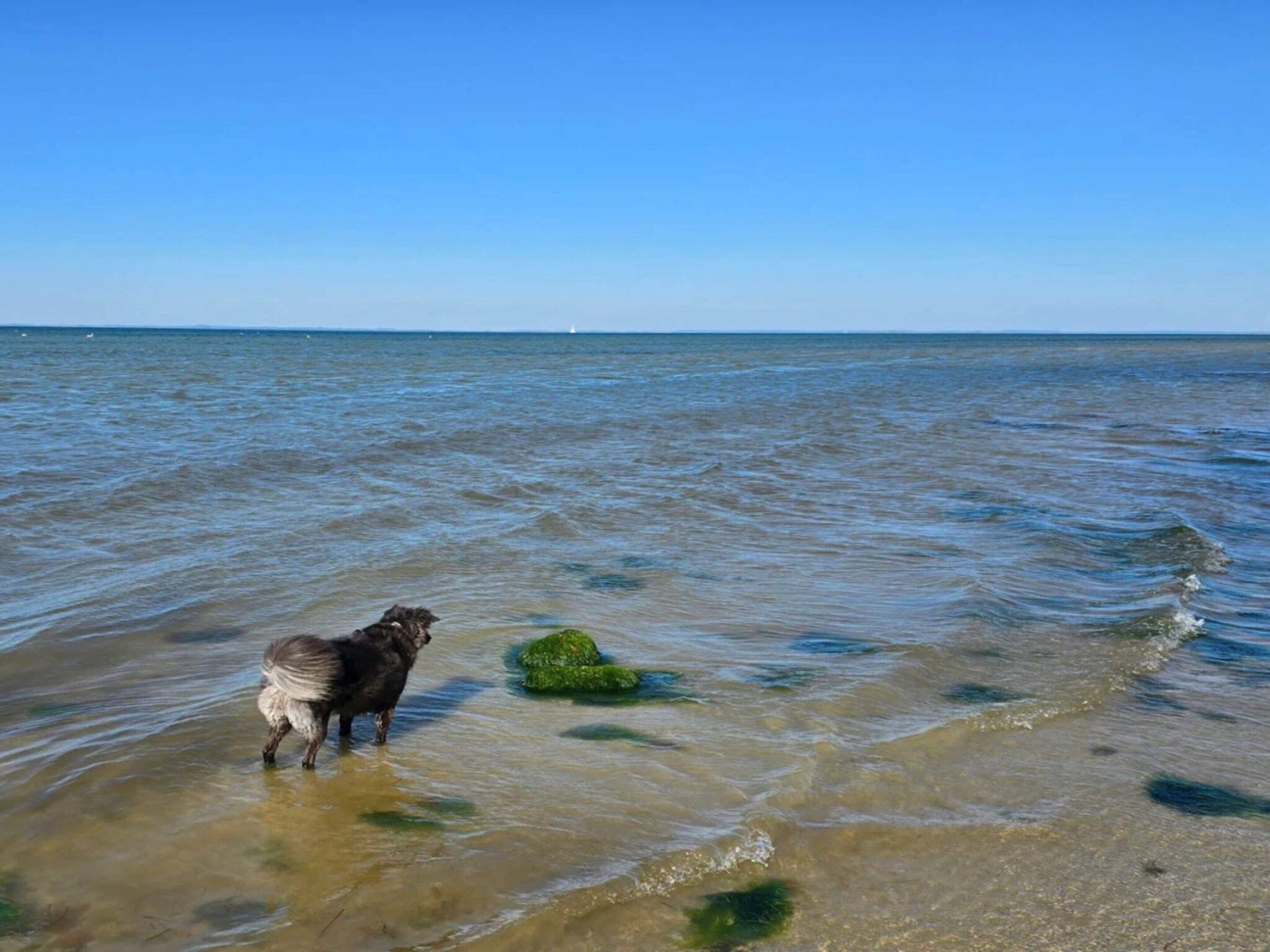 En hund står i vandkanten med udsigt til havet og en fjern båd.