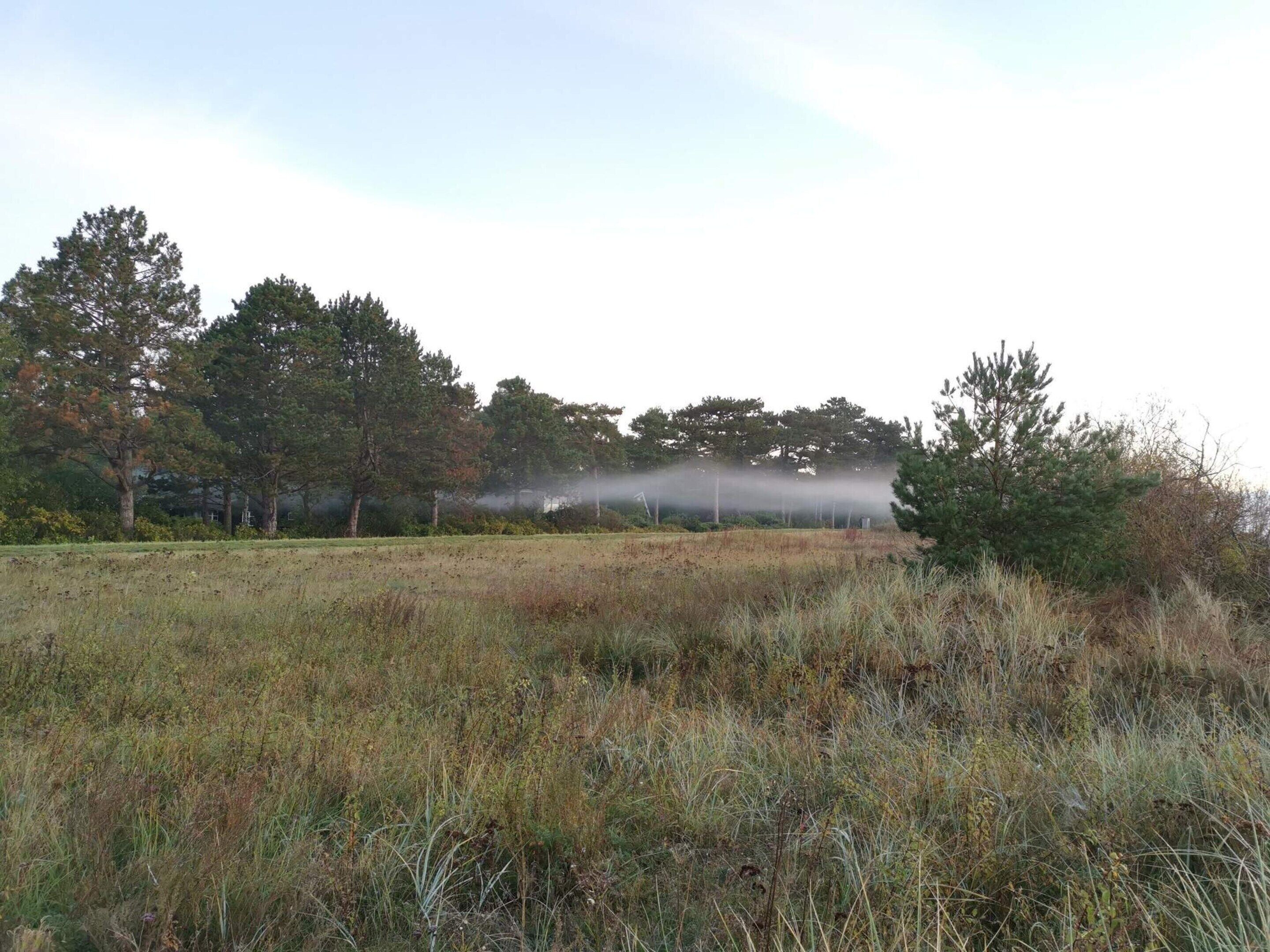 A field with trees and a misty atmosphere.