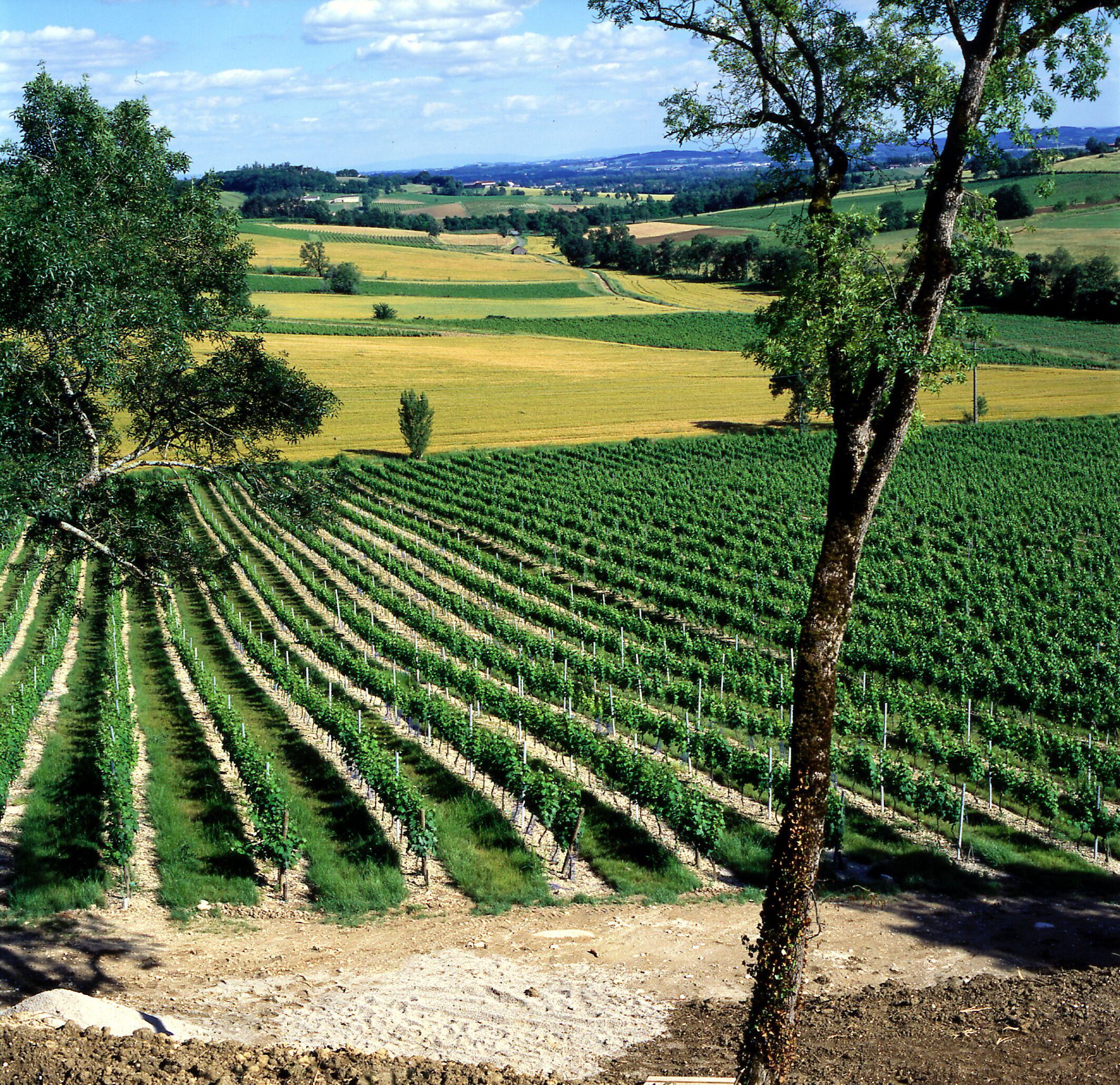 A vineyard with rows of grapevines.