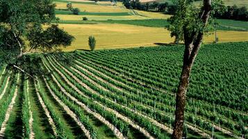 A vineyard with rows of grapevines.