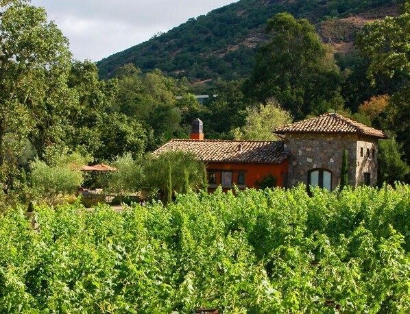 A vineyard with rows of grapevines and a stone building with a tiled roof.