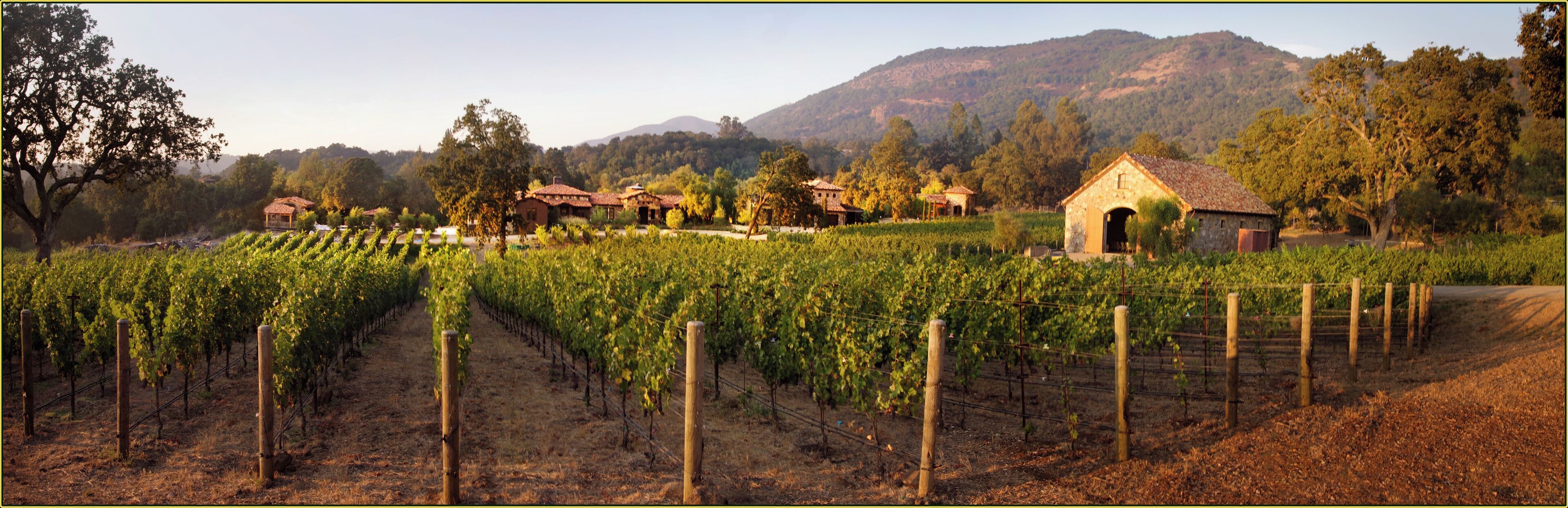 A vineyard with rows of grapevines and several rustic buildings in the background.