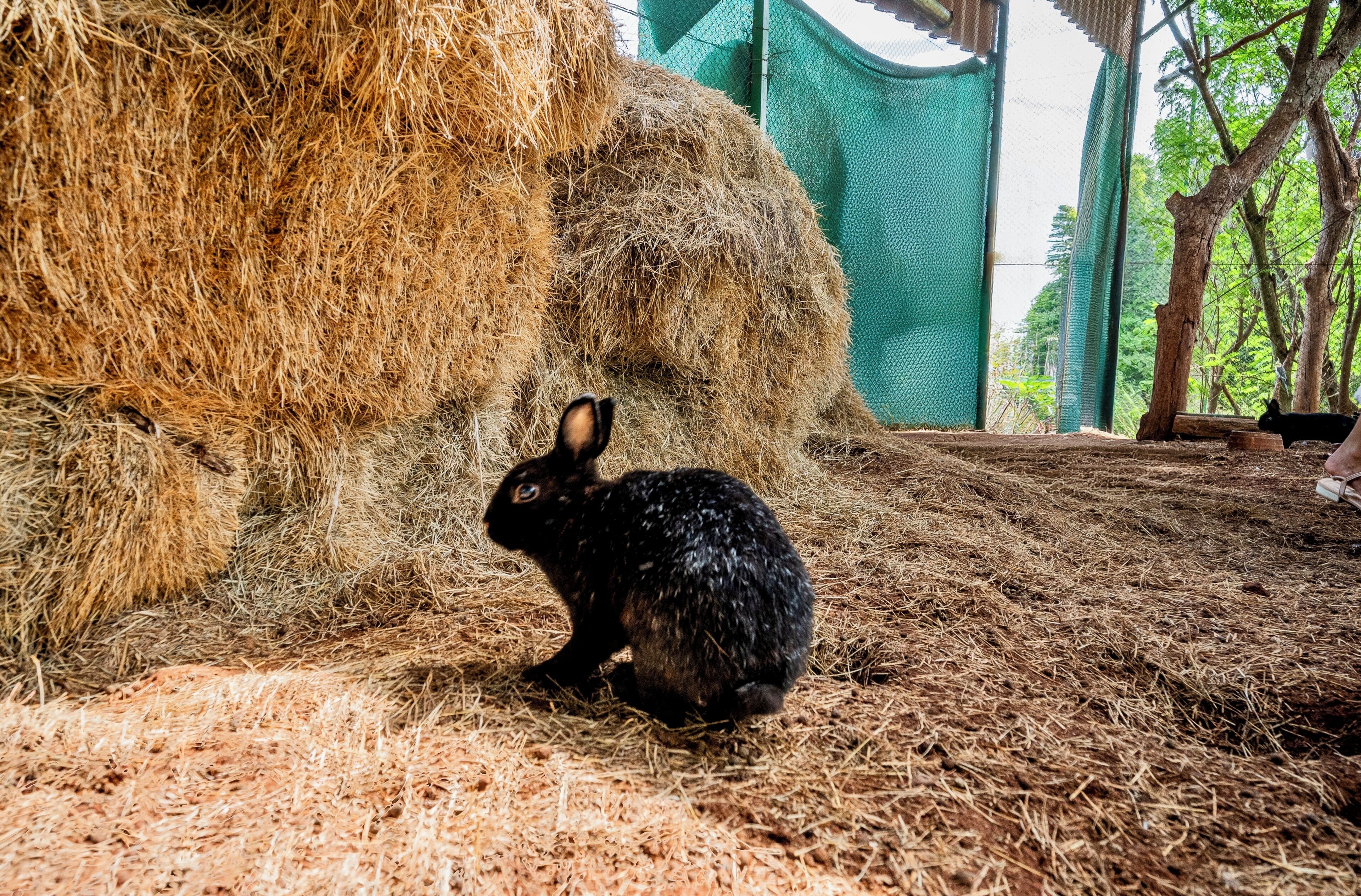 A rabbit in a straw-covered enclosure with a green netted structure in the background.