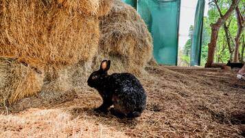 A rabbit in a straw-covered enclosure with a green netted structure in the background.