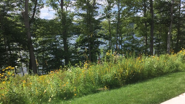 A grassy area with a variety of wildflowers and trees along a sidewalk. - Lilly’s Place is cozy and relaxing every room has it’s own unique style. (Glasco)