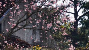 Un edificio con alberi in fiore rosa.
